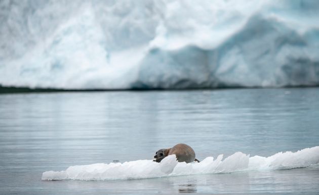 L'Arctique s'est réchauffé de 3,1 degrés en moins d'un siècle, contre 1 degré à l'échelle de la planète. Sa fonte est plus rapide que l'on pensait. Image d'illustration.