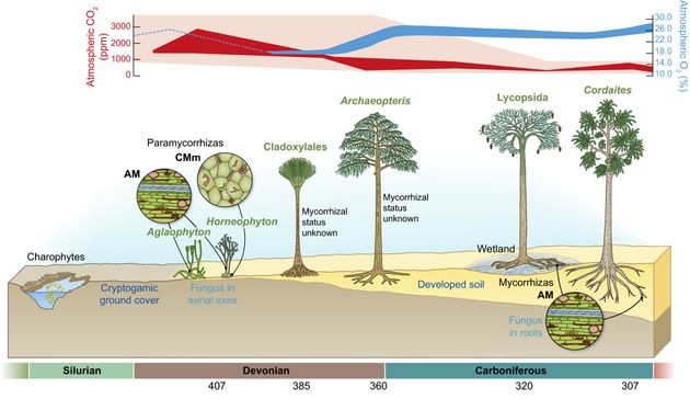 Evolution des symbioses des 1ères plantes aux arbres.