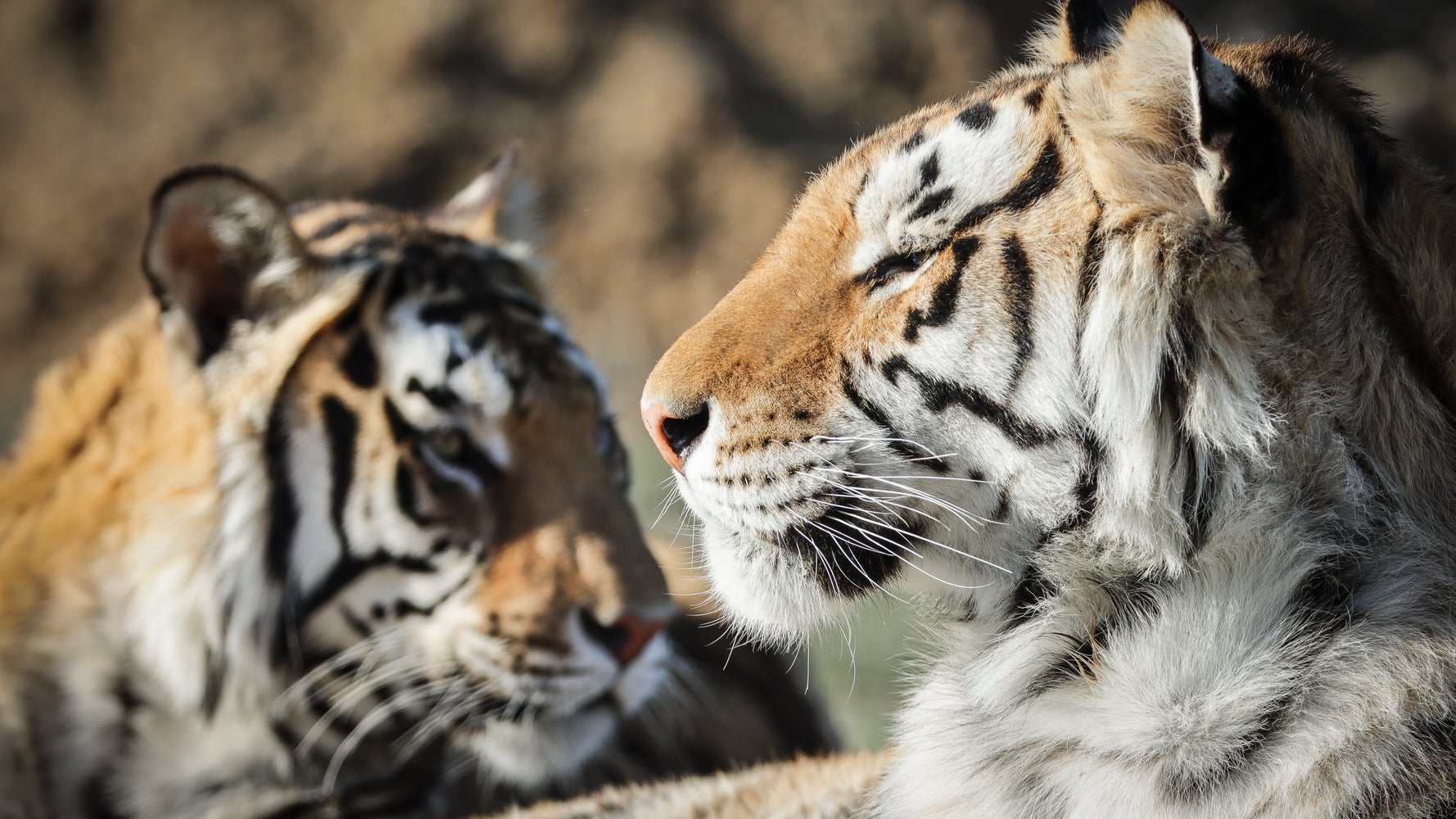 Feds Seize 68 Big Cats From ‘Tiger King Park’ In Oklahoma