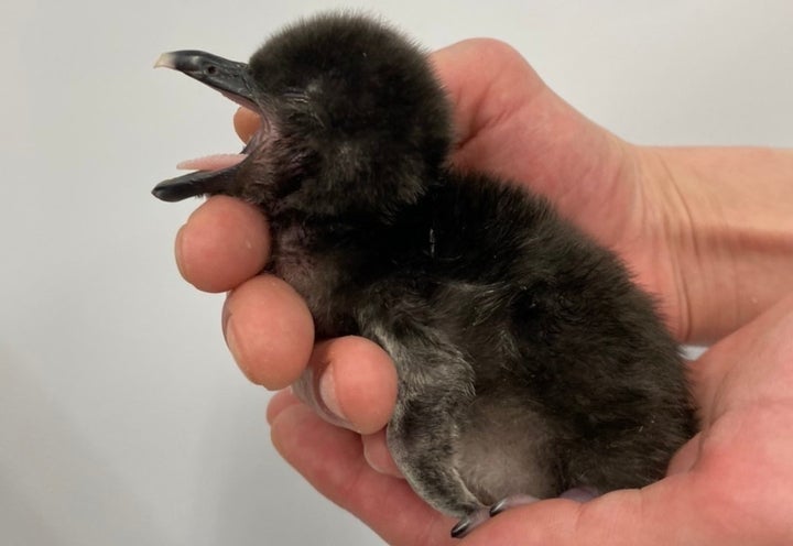 生まれたばかりのマゼランペンギンの赤ちゃん 異次元の可愛さ すみだ水族館で9年連続 ハフポスト News 生まれたばかりのマゼランペンギンの赤ちゃん 異次元の可愛さ すみだ水族館で9年連続 ハフポスト News