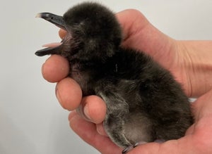Pengin ハフポスト