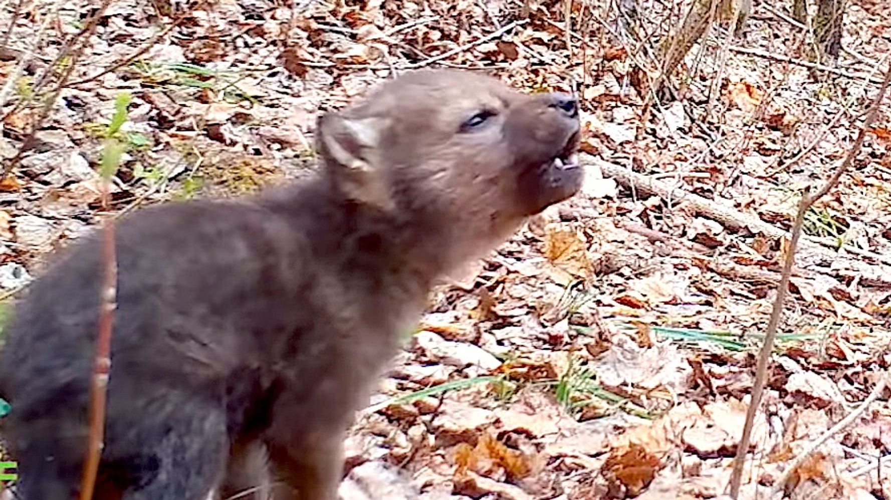 Adorable Little Wolf Pup's First Howls Caught On Trail Camera