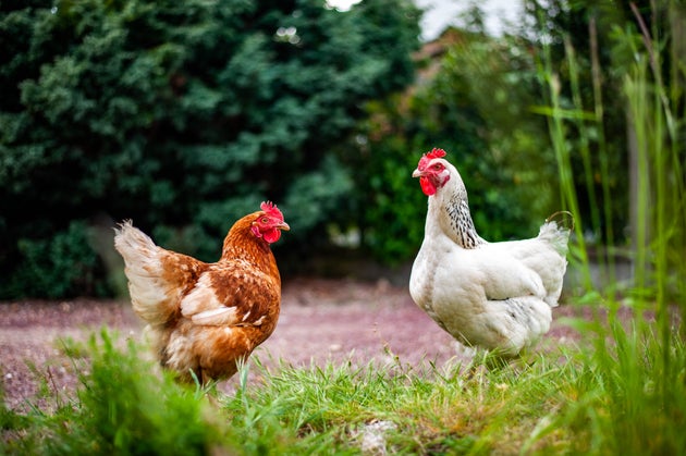 163 cas de salmonellose ont été enregistrés depuis mi-février aux États-Unis (image d'illustration)