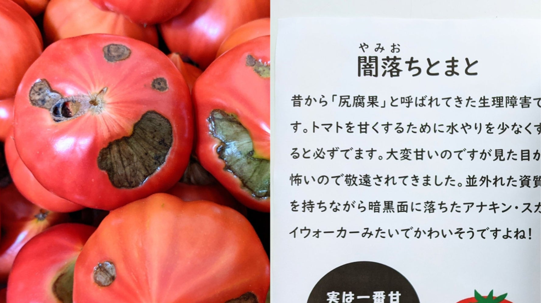 闇落ちとまと って何 出荷できない変色トマトに命名したら直売所で大人気に ハフポスト 闇落ちとまと って何 出荷できない変色トマトに命名したら直売所で大人気に ハフポスト