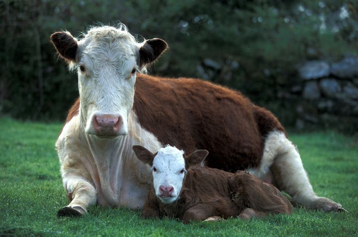 A stock image showing a cow with her calf.