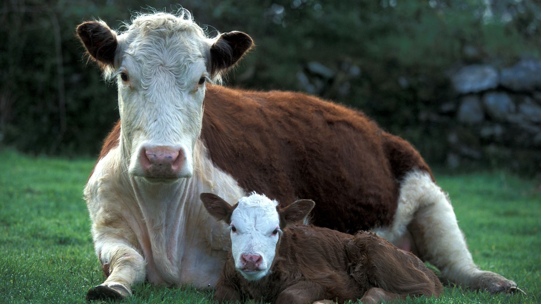 Mother Cow Kills Woman Trying To Put Ear Tag On Calf