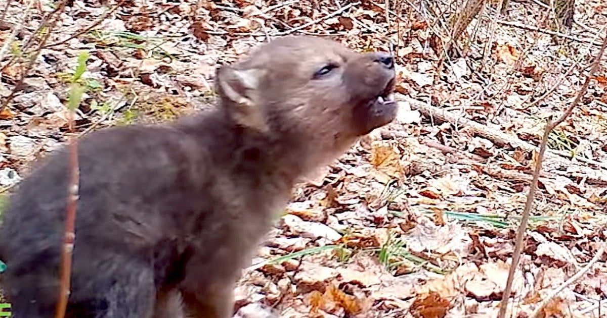 胸キュンすぎる オオカミの赤ちゃんの 遠吠え練習が思わず応援したくなっちゃう 動画 ハフポスト