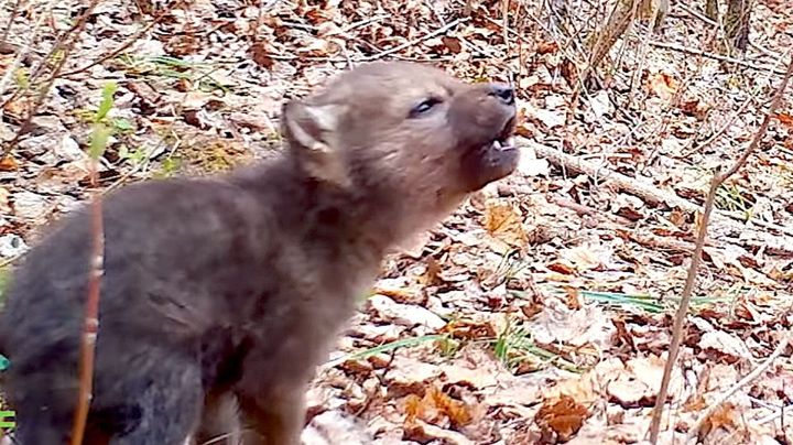 胸キュンすぎる オオカミの赤ちゃんの 遠吠え練習が思わず応援したくなっちゃう 動画 ハフポスト World
