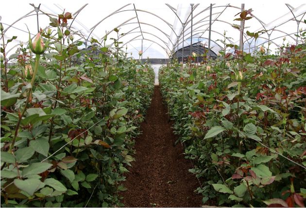 istrongUne plantation de roses en Équateur./strong/iLa célébration de la fête des mères ce 30 mai est l’occasion de se pencher sur les conditions de production de roses pour l’exportation et ses impacts socio-écologiques locaux en Equateur.