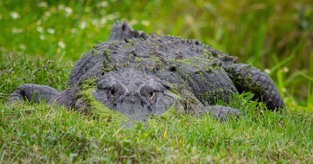 Arthritic Alligator Somehow Stages 3-Day Escape From Wisconsin Zoo