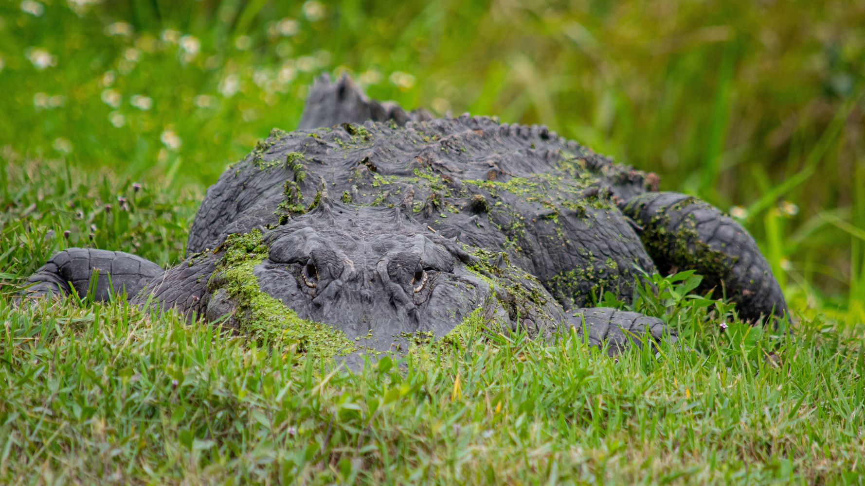 Arthritic Alligator Somehow Stages 3-Day Escape From Wisconsin Zoo