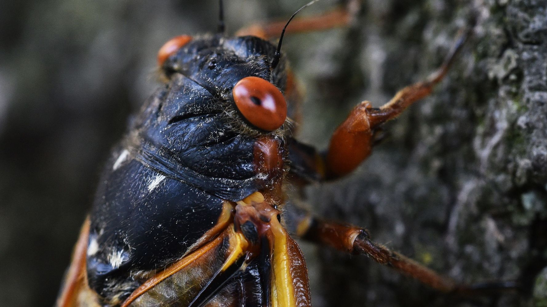 911 Calls About Ear-Splitting Cicada Eruption Are Bugging Authorities