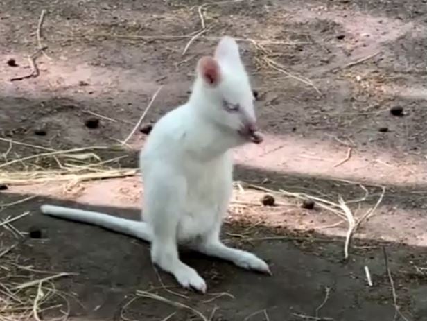 H χαριτωμένη Αλίσα που μοιάζει βγαλμένη από κινηματογραφικό