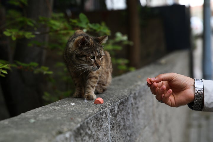 Un gato callejero.