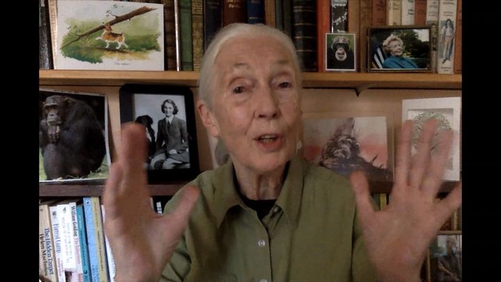 Jane Goodall speaks via video from her home for a Greentech Festival event last September in Berlin. The pandemic curtailed her travels but not her devotion to spreading her message. "Just sitting where you see me now, the same background, reaching out to the world.” 