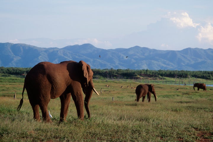 African bush elephants on Fothergill Island, Lake Kariba, Zimbabwe.&nbsp;