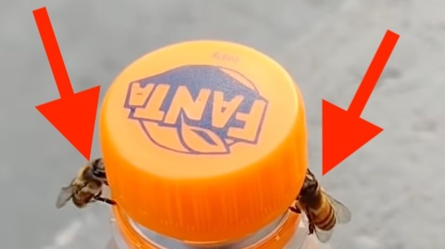 Video Of Bees Working Together To Open Soda Bottle Has Twitter Users Buzzing