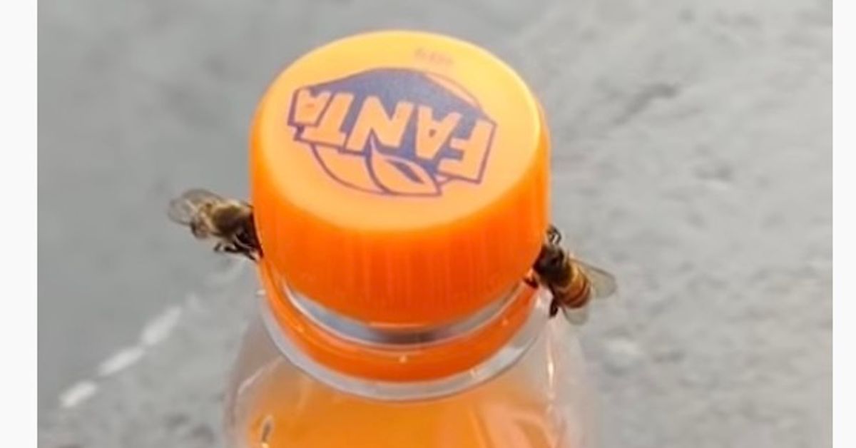 これは現実なの？ ミツバチがファンタを開ける動画にネット騒然。「人類がハチのために働く日が来るかも」
