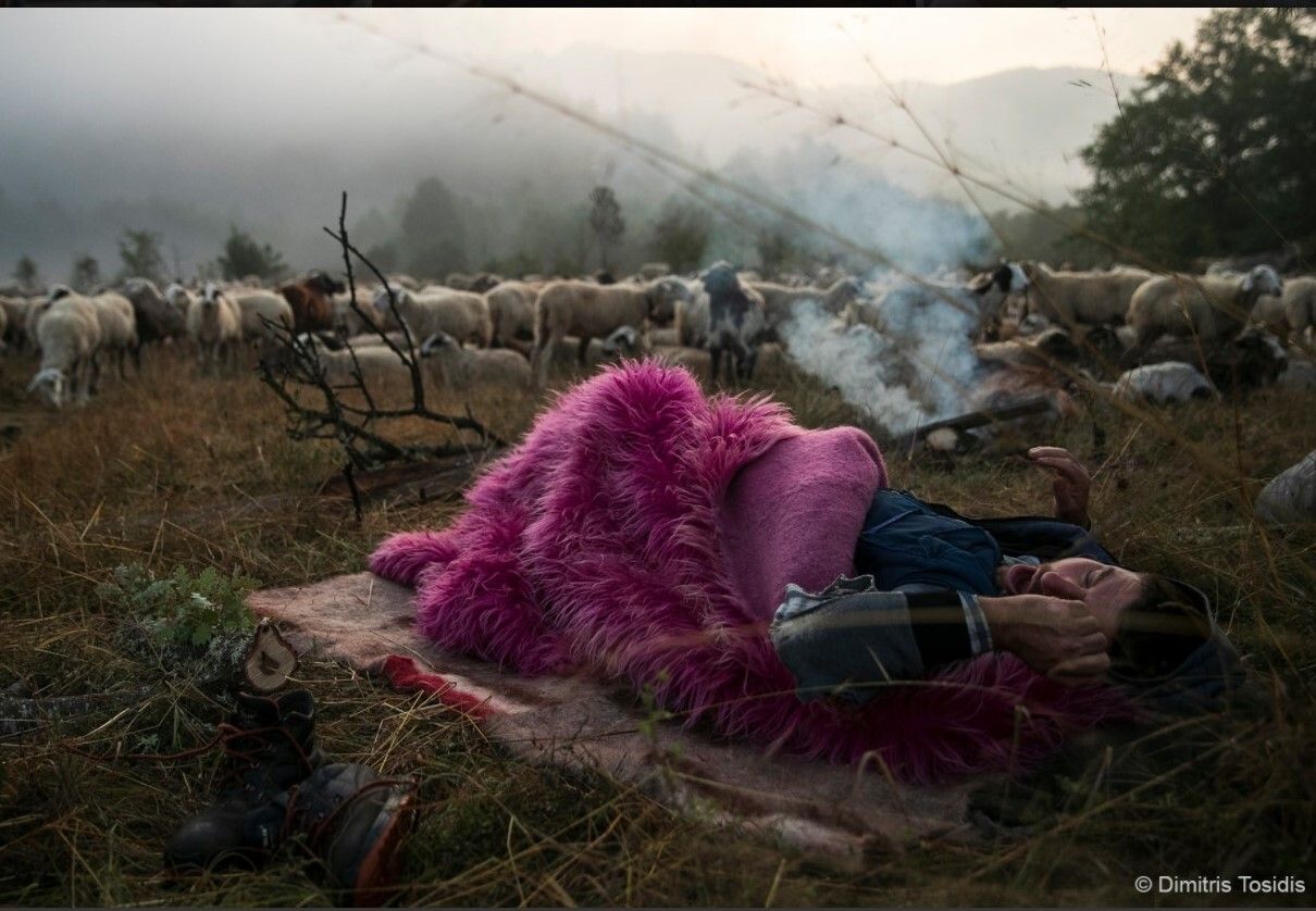 Diava, nomadic pastoralism in mountainous Northern Greece (Διάβα, νομαδικός ποιμαντισμός στην ορεινή Βόρεια Ελλάδα
