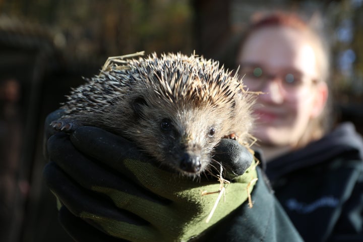 A hedgehog 