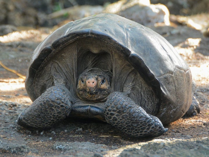 Fern, the Fernandina giant tortoise.