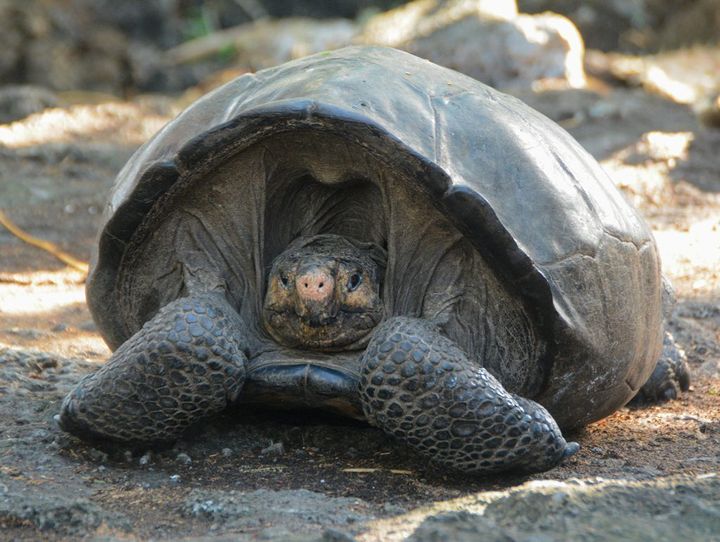 Fern, the Fernandina giant tortoise. 