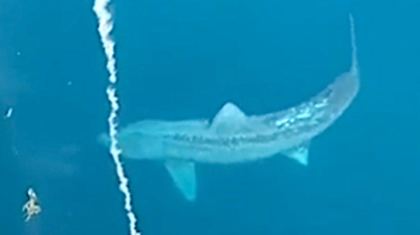 Jaw-Dropping: Gargantuan Shark Has Students On Sailboat Screaming