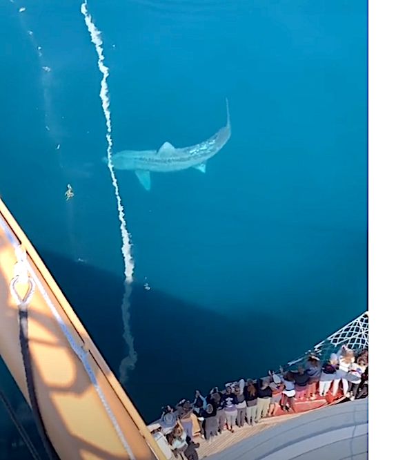 A gargantuan shark off the Atlantic Coast gave sailboat passengers a fright.