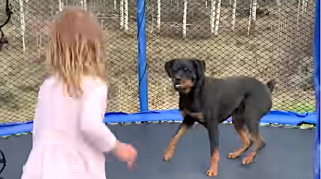 なんてピュアな遊びなの 女の子とワンちゃんだけの世界が平和すぎる 動画 ハフポスト