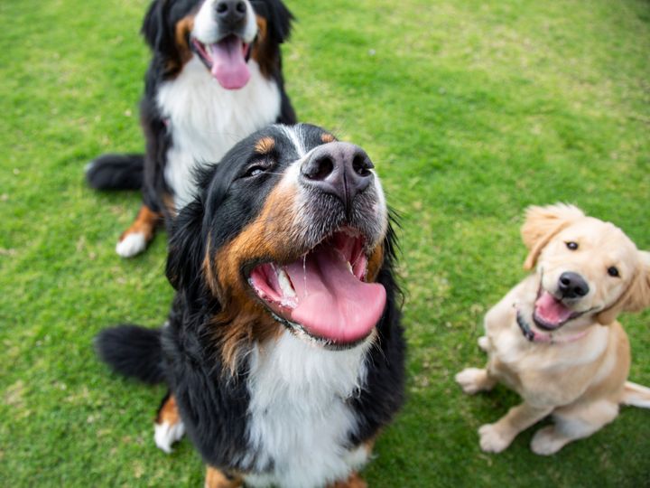 Dog breed popularity can vary based on geography.