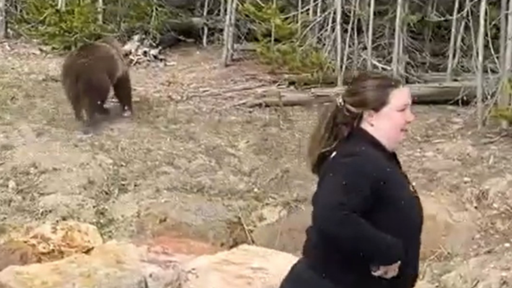 Yellowstone Rangers Investigating Ill-Conceived Grizzly Bear Photoshoot