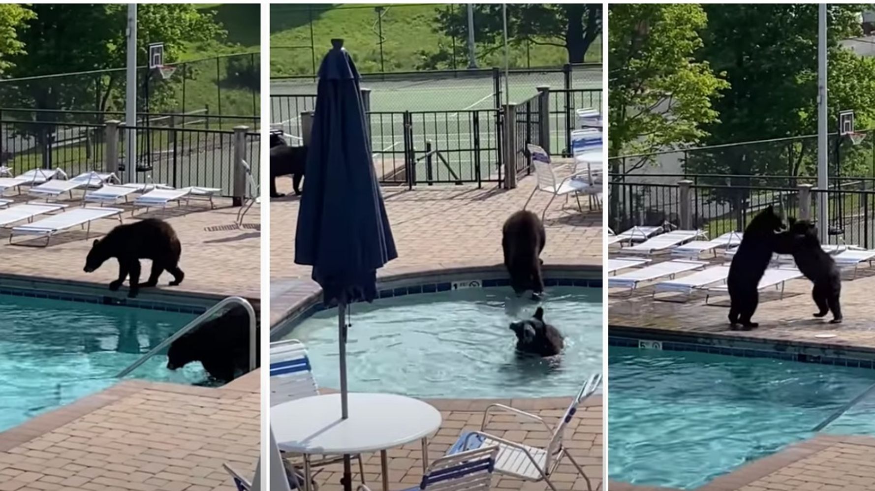 A Whole Bunch Of Bears Crashed A High School Pool Party