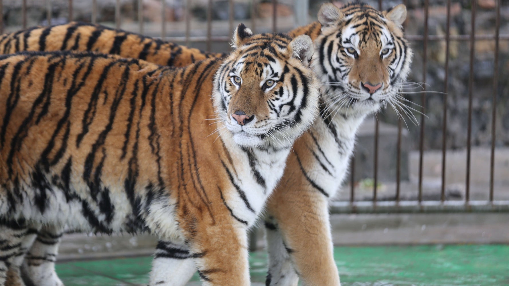 無許可飼育のアムールトラ2頭が脱走 飼育員1人が死亡 サーカス団に批判 中国 ハフポスト 無許可飼育のアムールトラ2頭が脱走 飼育員1人が死亡 サーカス団に批判 中国 ハフポスト