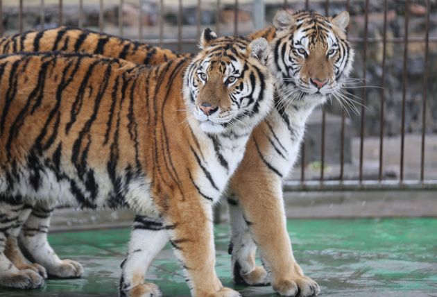 無許可飼育のアムールトラ2頭が脱走 飼育員1人が死亡 サーカス団に批判 中国 ハフポスト