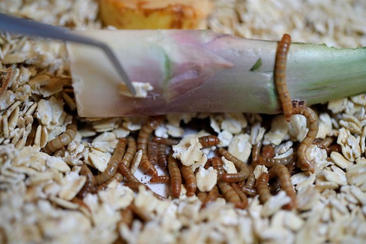12 Mαϊου 2021. Ένα πιάτο από του μενού του εστιατορίου Inoveat, με βασική ύλη τα βρώσιμα σκουλήκια. REUTERS/Sarah Meyssonnier