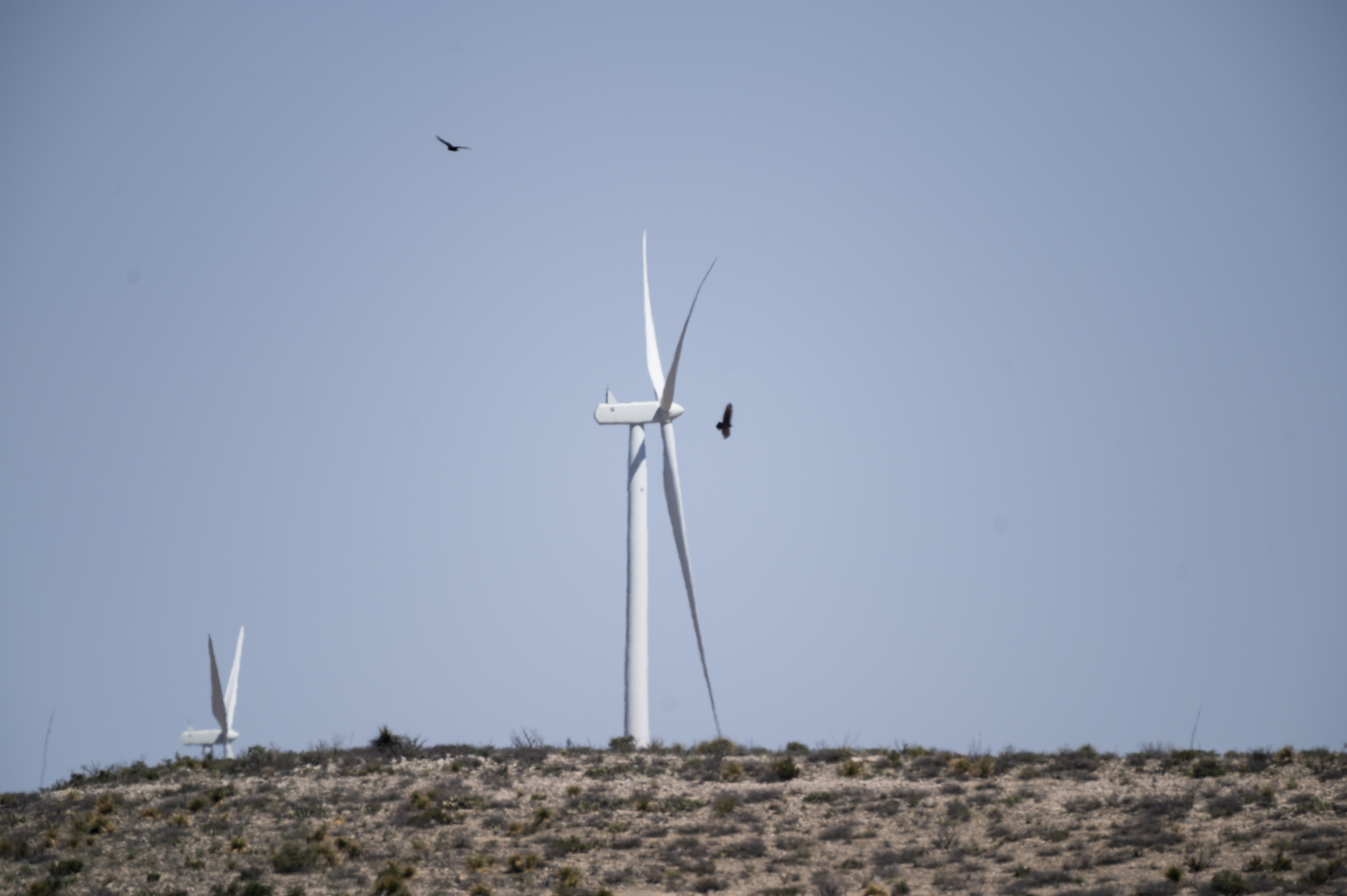 Les oiseaux disparaissent et les éoliennes ne sont pas le 1er coupable