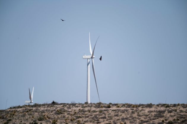 Les oiseaux disparaissent et les éoliennes ne sont pas le 1er coupable (photo prise au Texas le 10 avril 2021)