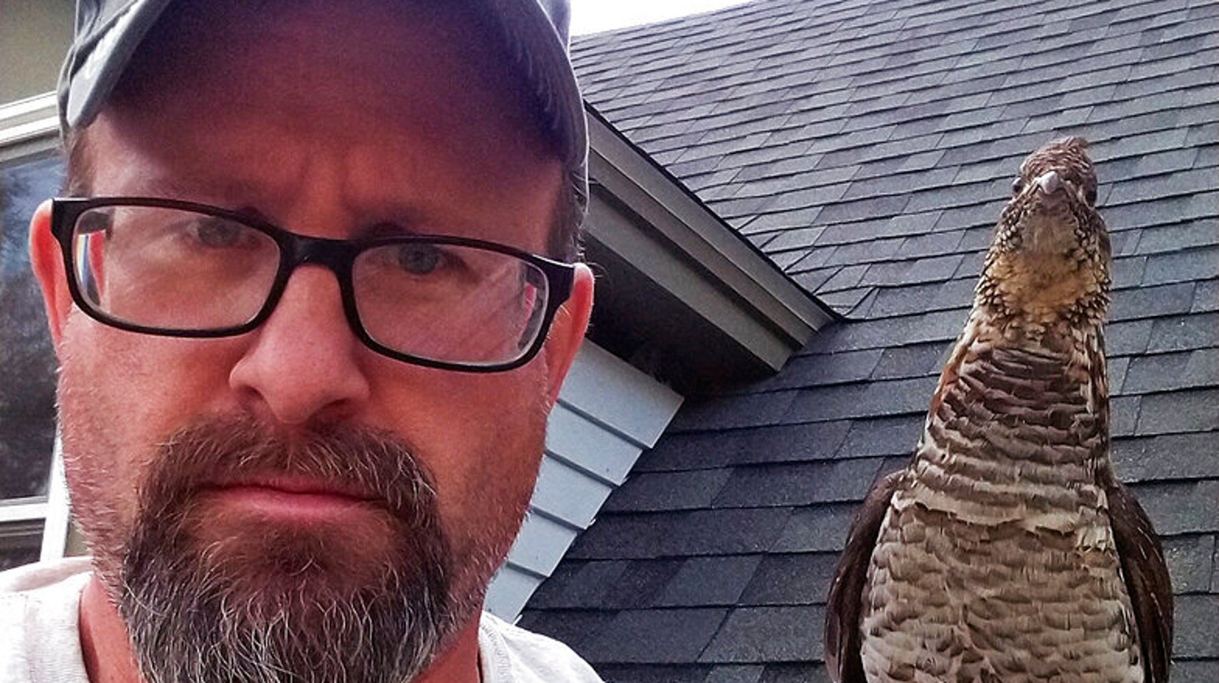 Walter The Friendly Grouse Becomes Man’s Backyard Companion