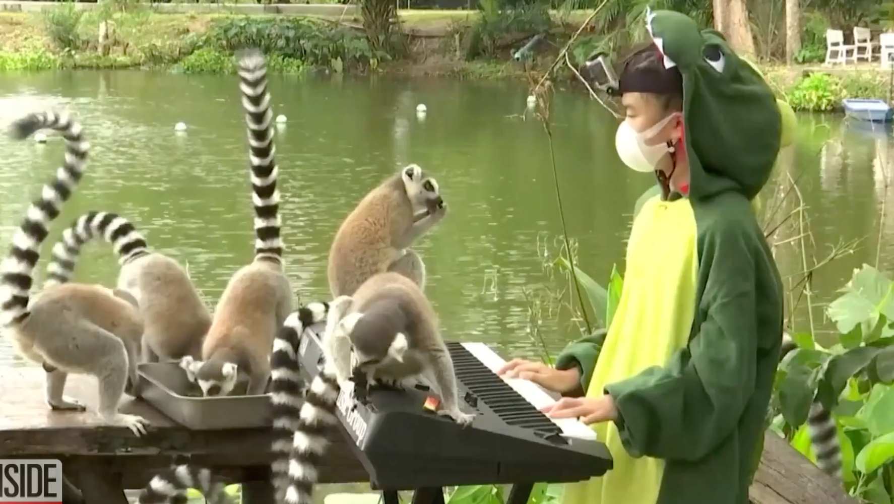 11-Year-Old Pianist Wears Alligator Costume To Perform For Lemurs