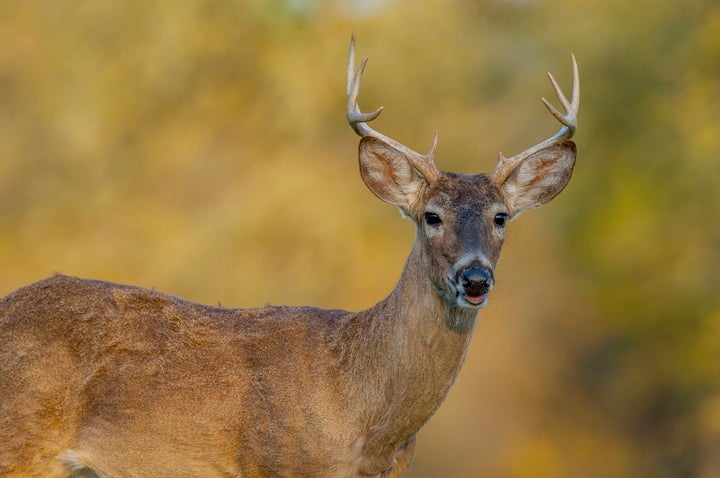 A white-tailed deer buck in the Hill Country of Texas near Hunt. 