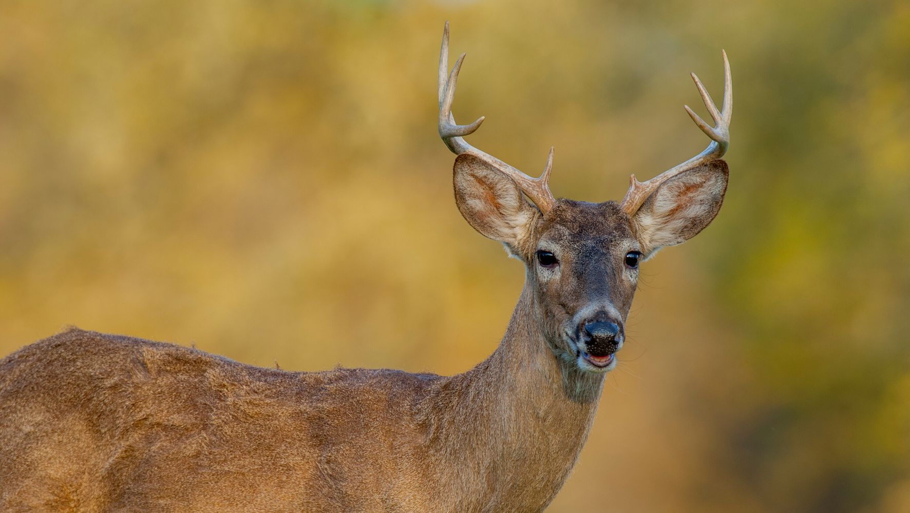 Texas Breeder Deer May Have Spread Brain Disease Into The Wild