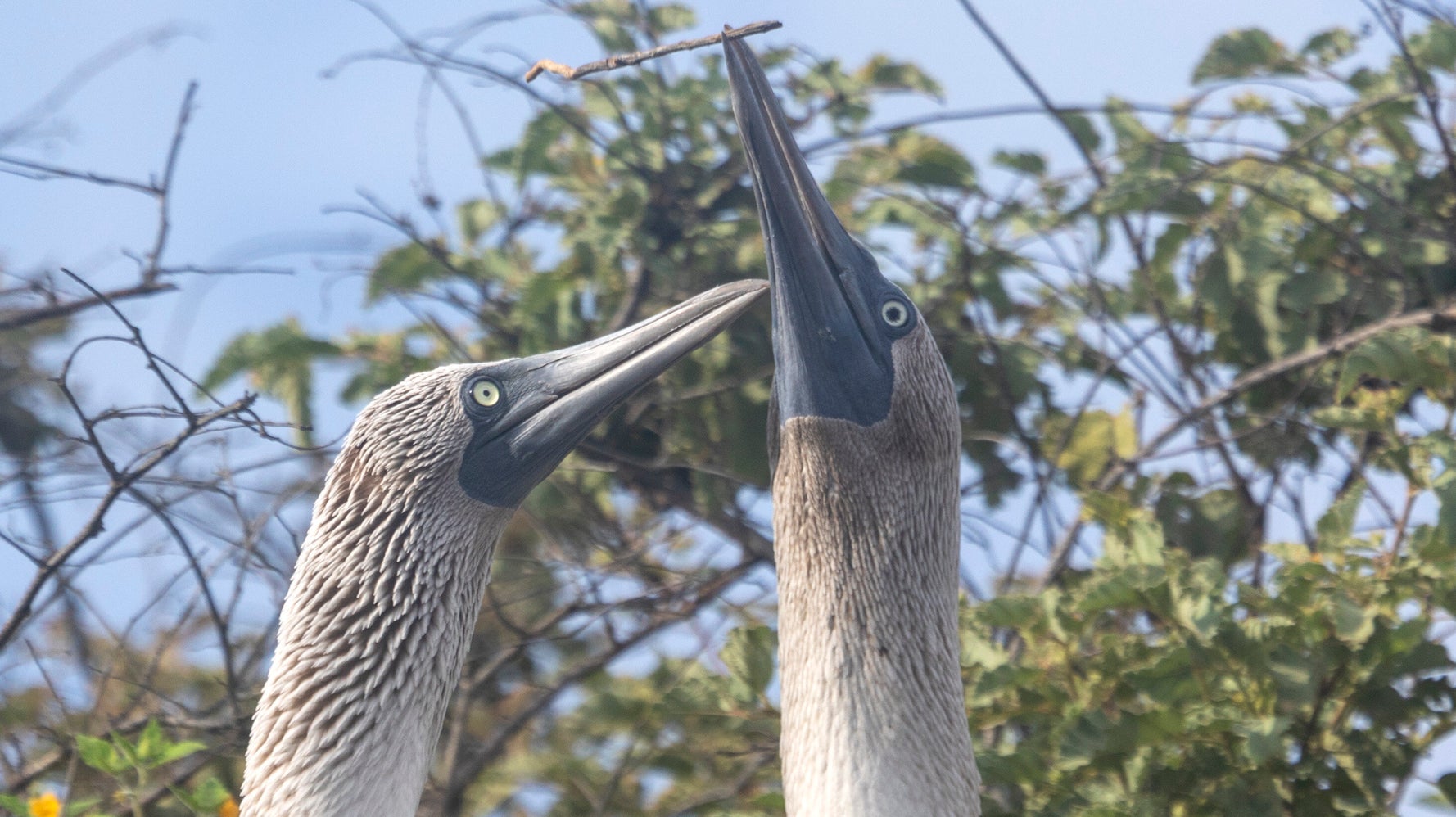 Leonardo DiCaprio Helps Launch Massive 'Rewild' Operation In The Galapagos