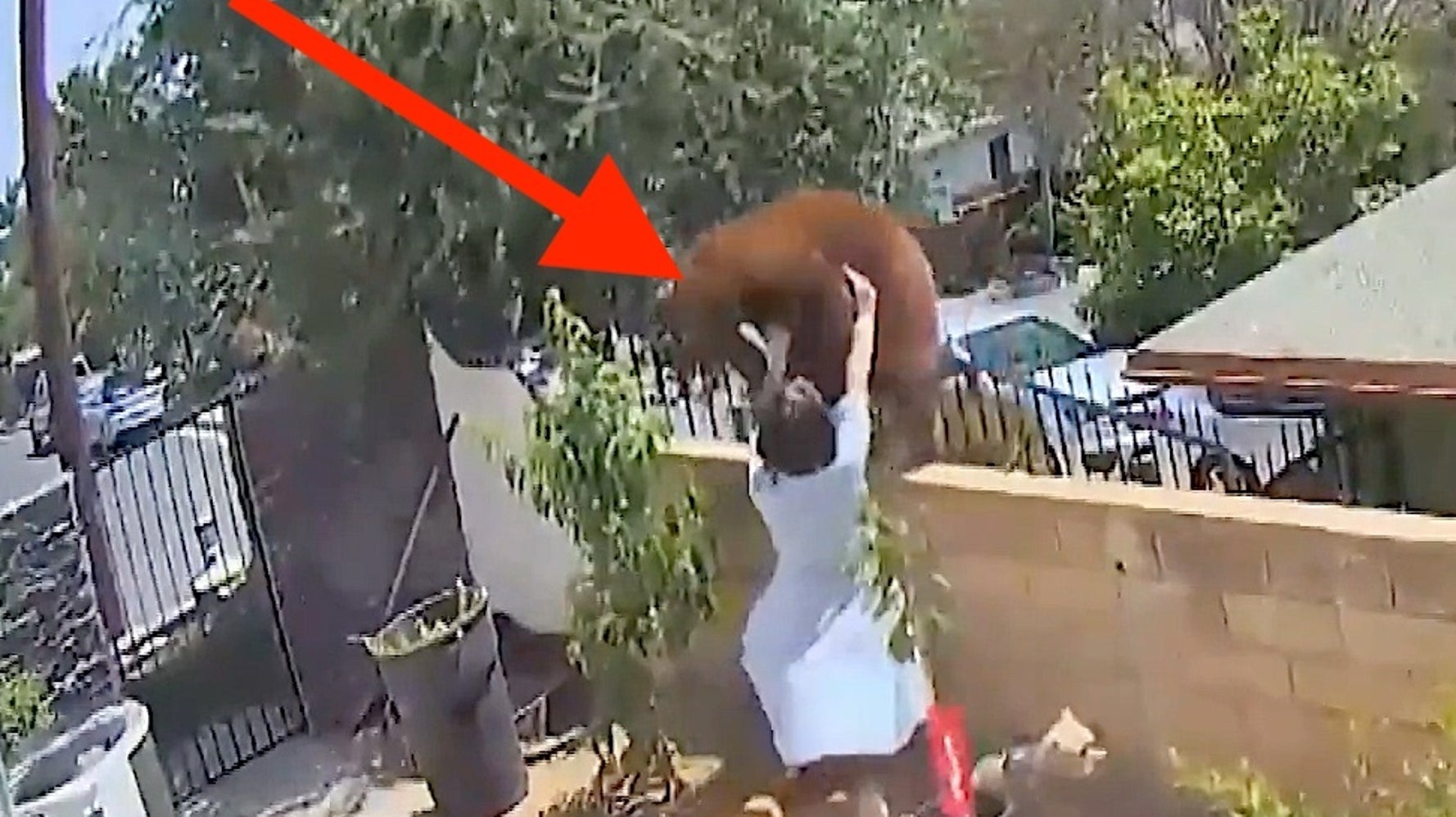 17-Year-Old Girl Fights A Bear To Protect Her Dogs