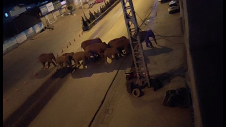 Κοπάδι ελεφάντων στην Κίνα