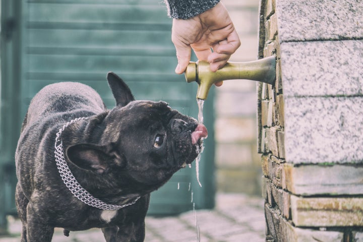 Bulldog francés bebiendo agua en una fuente.