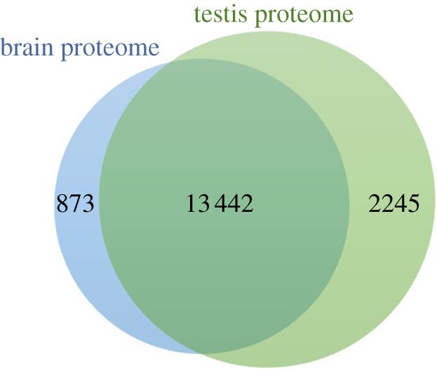 Protéines en commun entre les testicules et le cerveau.