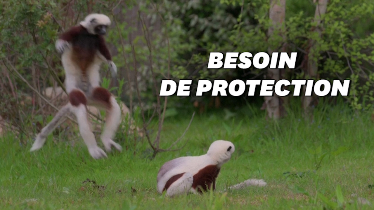 De rares lémuriens "dansants" protégés pour la 1ère fois dans un zoo européen