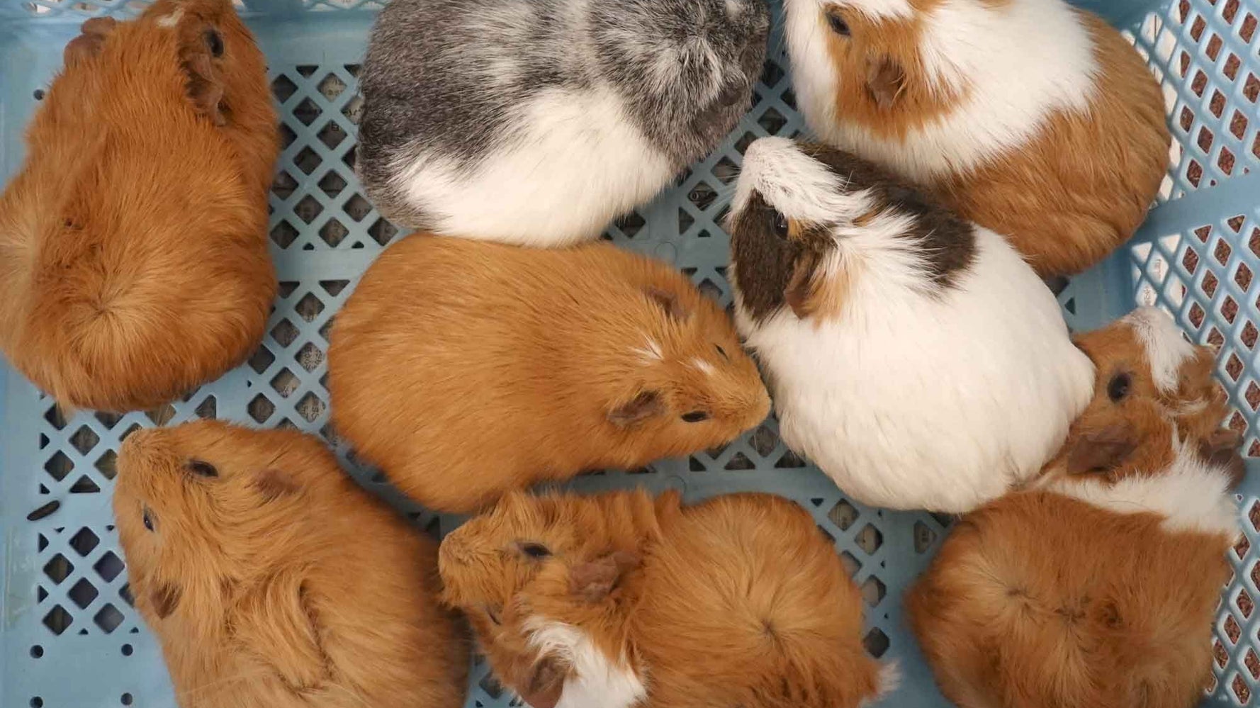 モルモットのシャンプー姿 かわいすぎて癒される 動物園 皆ふわふわになりました 動画 ハフポスト モルモットのシャンプー姿 かわいすぎて癒される 動物園 皆ふわふわになりました 動画 ハフポスト