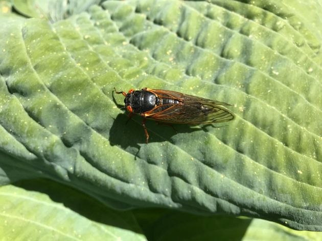 Les autorités américaines alertent sur les dangers de la consommation de cigale pour les personnes allergiques aux fruits de mer.