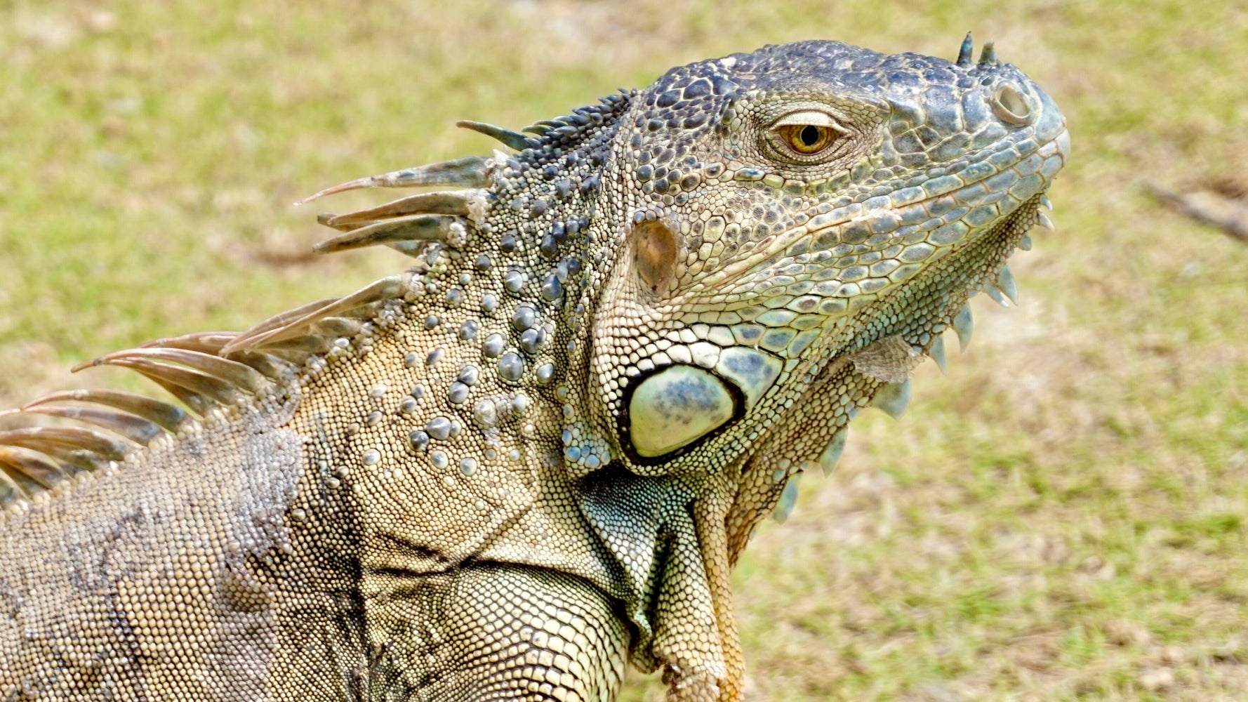 Florida Man Charged With Killing Iguana Tries ‘Stand Your Ground